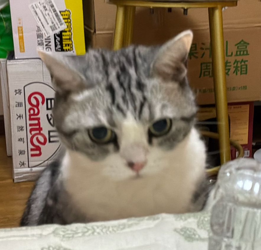 猫咪